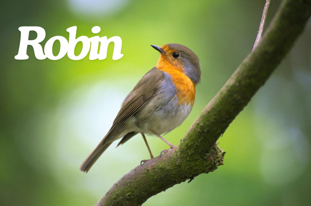 Bird Fact File: Robin